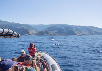 Excursion d’observation des baleines et des dauphins à Madère depuis Porto Moniz